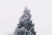 Snow Tree 1