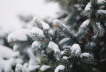 Snow Tree 2