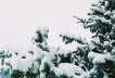 Snow Tree 3