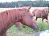 The Horses 1