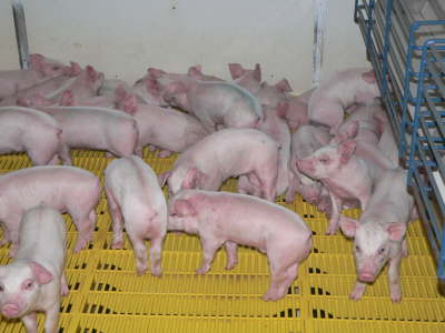 Piglets
