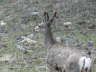 Black Hills Deer 2