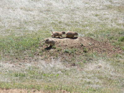 Ground Hogs