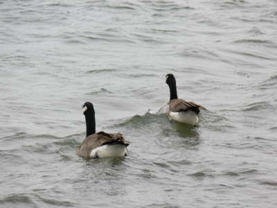 Geese