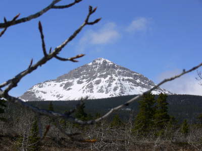 Mountain and Tree
