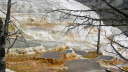Mammoth Hot Springs 14