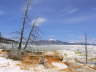 Mammoth Hot Springs 15