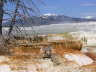 Mammoth Hot Springs 16