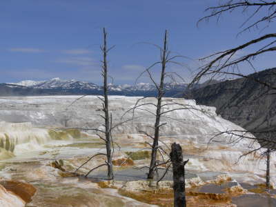 Mammoth Hot Springs 7