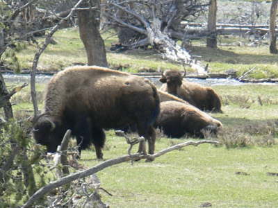 Yellowstone Buffalo