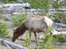 Elk 2