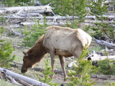 Elk 2