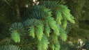 Evergreen Tree Branch