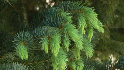 Evergreen Tree Branch