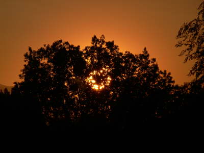 Tree Sunset 1
