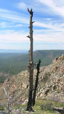 Mogollon Ridge Tree 1