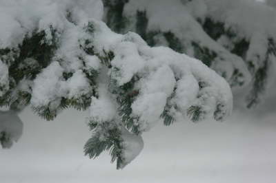 Snow - Tree Branch 1