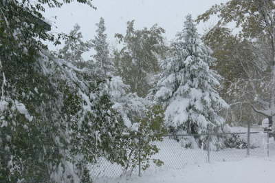 Snow - Backyard Trees
