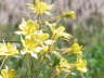 Columbine 1