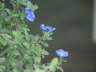Blue Flower 2