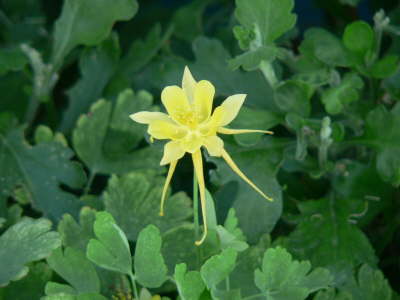 Yellow Columbine