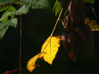 North Carolina Leaf - Shot 1
