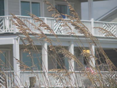 North Carolina Sea Wheat - 1