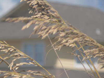 North Carolina Sea Wheat - 2