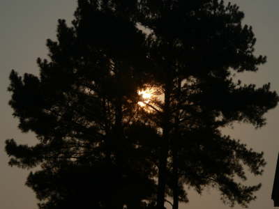 Sun Through Tree 1