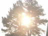 Sun Through Tree 2