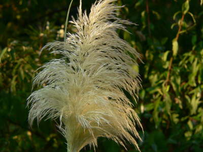 Furry Plant