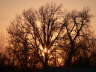 Tree Sunset 2
