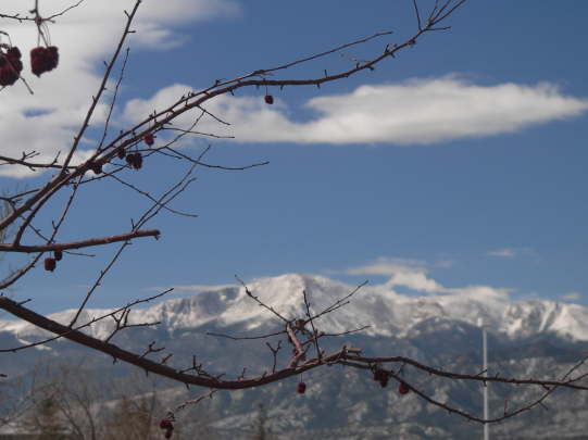 Trees in front of Peak #1