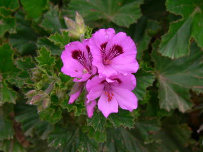 Purple Flower