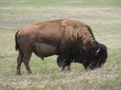 South Dakota Buffalo