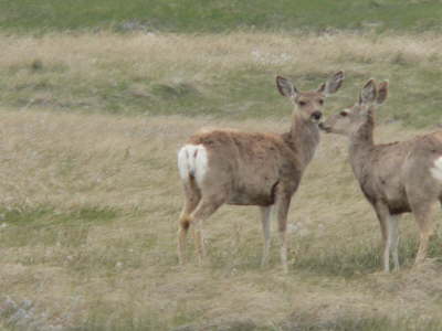 Badlands Deer