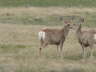 Badlands Deer