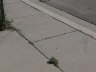 Skid Marks Sidewalk